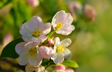 Spring time with apple blossoms in sunlight  at blooming garden bokeh background..