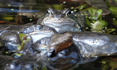 A close-up shot of a group of frogs in a pond. 
