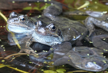 A close-up shot of frogs in a pond. 