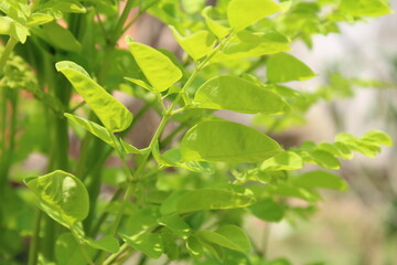 a plant with greenish