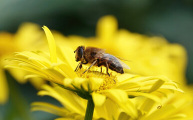 A hoverfly perching on a the centre of a yellow flower. 