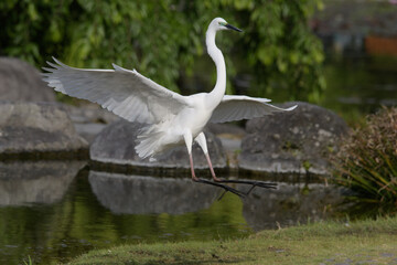 夏に日本にやってくるダイサギ