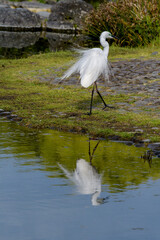  白鷺の一種のダイサギ