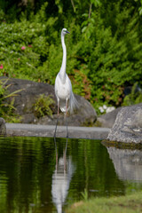 サギ科のダイサギ