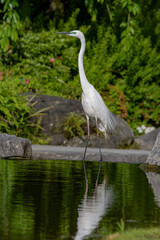 水辺に生息するダイサギ