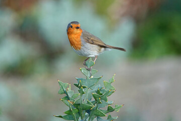 A European robin perching on top of a plant against a defocused background. 