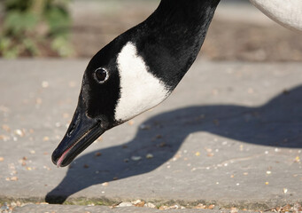 A close-up shot of a Canada goose head eating from the ground. 