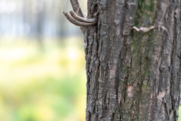 A close-up of the trunk of a large tree