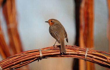 A rear view shot of a European robin in the garden. 