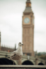 Big Ben With Pigeon