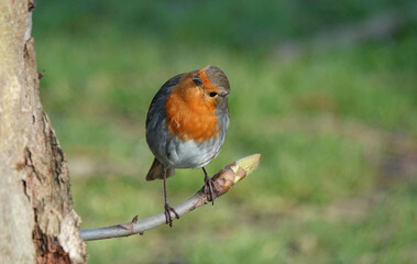 A cute European robin perching on a branch against a defocused background. 