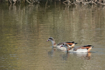 A pair of Egyptian geese swimming together on a lake in the winter sunshine. 