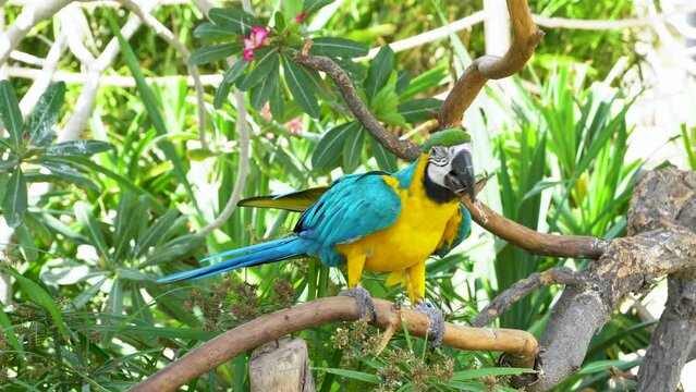 A close up of a blue-and-yellow macaw (Ara ararauna), also known as the blue-and-gold macaw bright vibrant parrot close up on branch