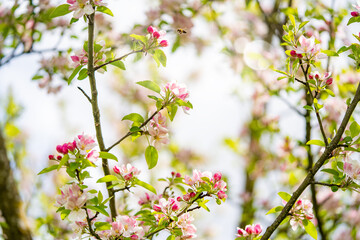 rosa blühender Apfelbaum mit herabfliegender Biene