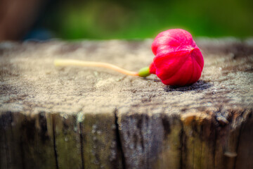 Fallen Fuchsia bud on a wooden post.  Too beautiful to let rot on the ground, this bud is set on a...