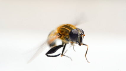 close up of a bug