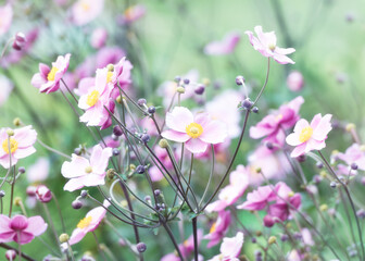 Nature background with spring flowers. (Anemone scabiosa). Selective and soft focus.