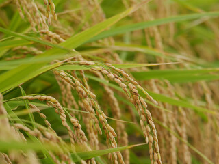 収穫前の秋の稲穂
