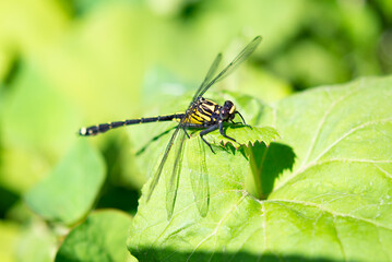 Close up of club-tailed dragonfly on the leaf.