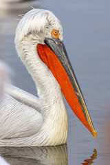 Dalmatian pelican seen during winter season in Kerkini Lake, Greece.
