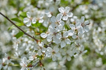 Blossoming cherry against the blue sky. Focus on the foreground. Shallow depth of field