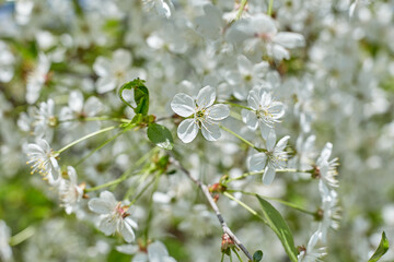 Blossoming cherry against the blue sky. Focus on the foreground. Shallow depth of field