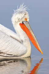 Dalmatian pelican seen during winter season in Kerkini Lake, Greece.
