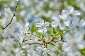 Blossoming cherry against the blue sky. Focus on the foreground. Shallow depth of field