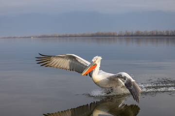 Dalmatian pelican seen during winter season in Kerkini Lake, Greece.
