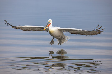 Dalmatian pelican seen during winter season in Kerkini Lake, Greece.
