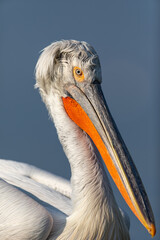 Dalmatian pelican seen during winter season in Kerkini Lake, Greece.
