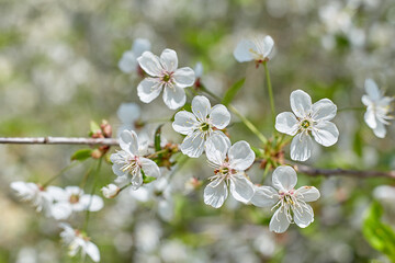 Blossoming cherry against the blue sky. Focus on the foreground. Shallow depth of field