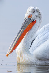 Dalmatian pelican seen during winter season in Kerkini Lake, Greece.
