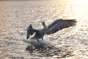 Dalmatian pelican seen during winter season in Kerkini Lake, Greece.
