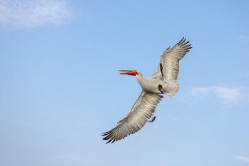 Dalmatian pelican seen during winter season in Kerkini Lake, Greece.
