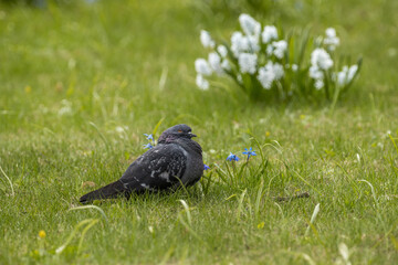 Pigeon in the park on green grass with a flower on the background