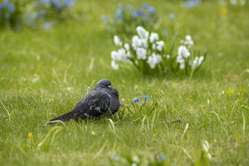 Pigeon in the park on green grass with a flower on the background