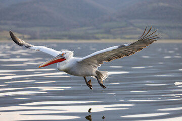 Dalmatian pelican seen during winter season in Kerkini Lake, Greece.
