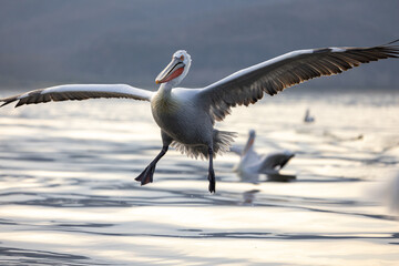 Dalmatian pelican seen during winter season in Kerkini Lake, Greece.
