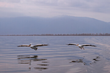 Dalmatian pelican seen during winter season in Kerkini Lake, Greece.
