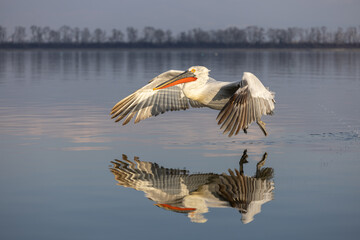 Dalmatian pelican seen during winter season in Kerkini Lake, Greece.
