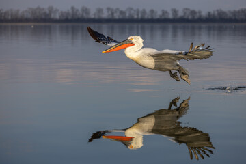Dalmatian pelican seen during winter season in Kerkini Lake, Greece.
