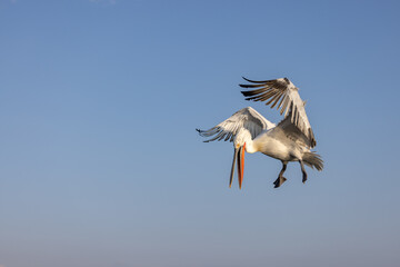 Dalmatian pelican seen during winter season in Kerkini Lake, Greece.
