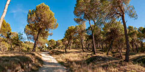 Panorama - Provence Pinienwald