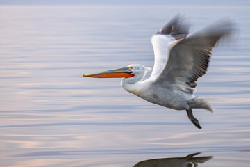 Dalmatian pelicans seen during winter in Kerkini Lake, Greece.