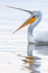 Dalmatian pelicans seen during winter in Kerkini Lake, Greece.