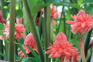 The red Torch Ginger flowers are blooming with green leaves background in summer time. Nature background concept.