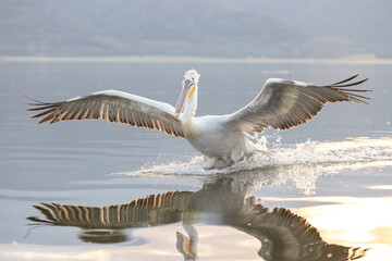 Dalmatian pelican seen during winter season in Kerkini Lake, Greece.