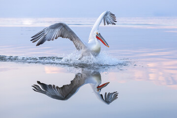 Fototapeta na wymiar Dalmatian pelican seen during winter season in Kerkini Lake, Greece.