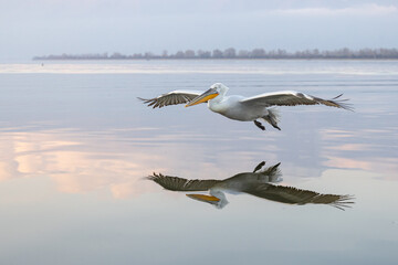 Dalmatian pelican seen during winter season in Kerkini Lake, Greece.